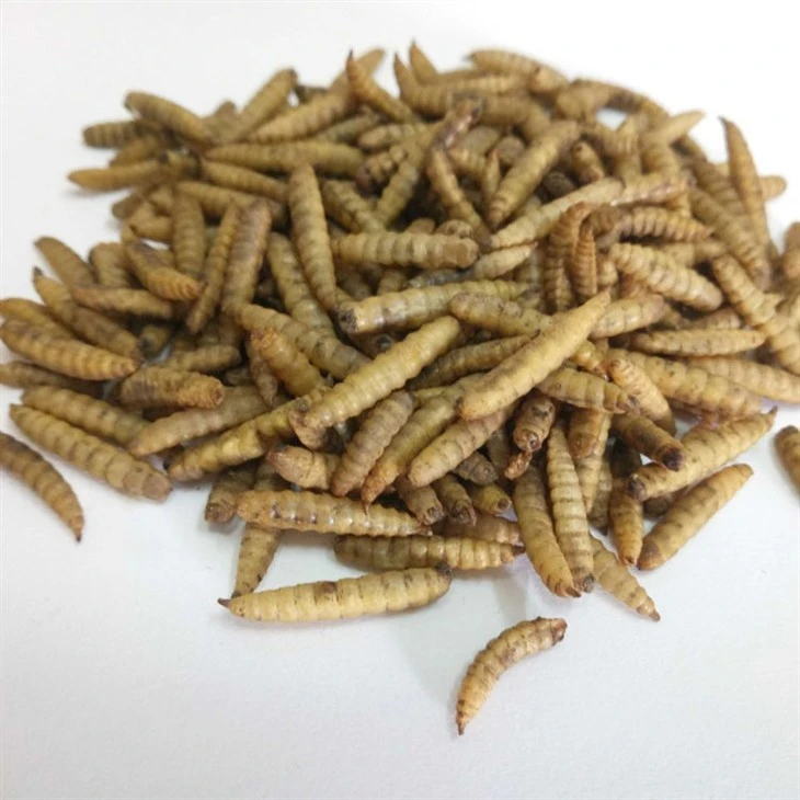 Optimized Microwaved Dried BSF Larvae Fish Food Optimized Microwaved Dried BSF Larvae Fish Food