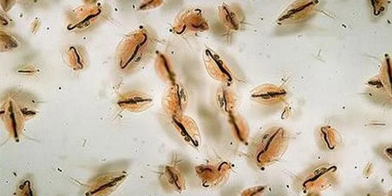 picture of Frozen Daphnia picture of Frozen Daphnia